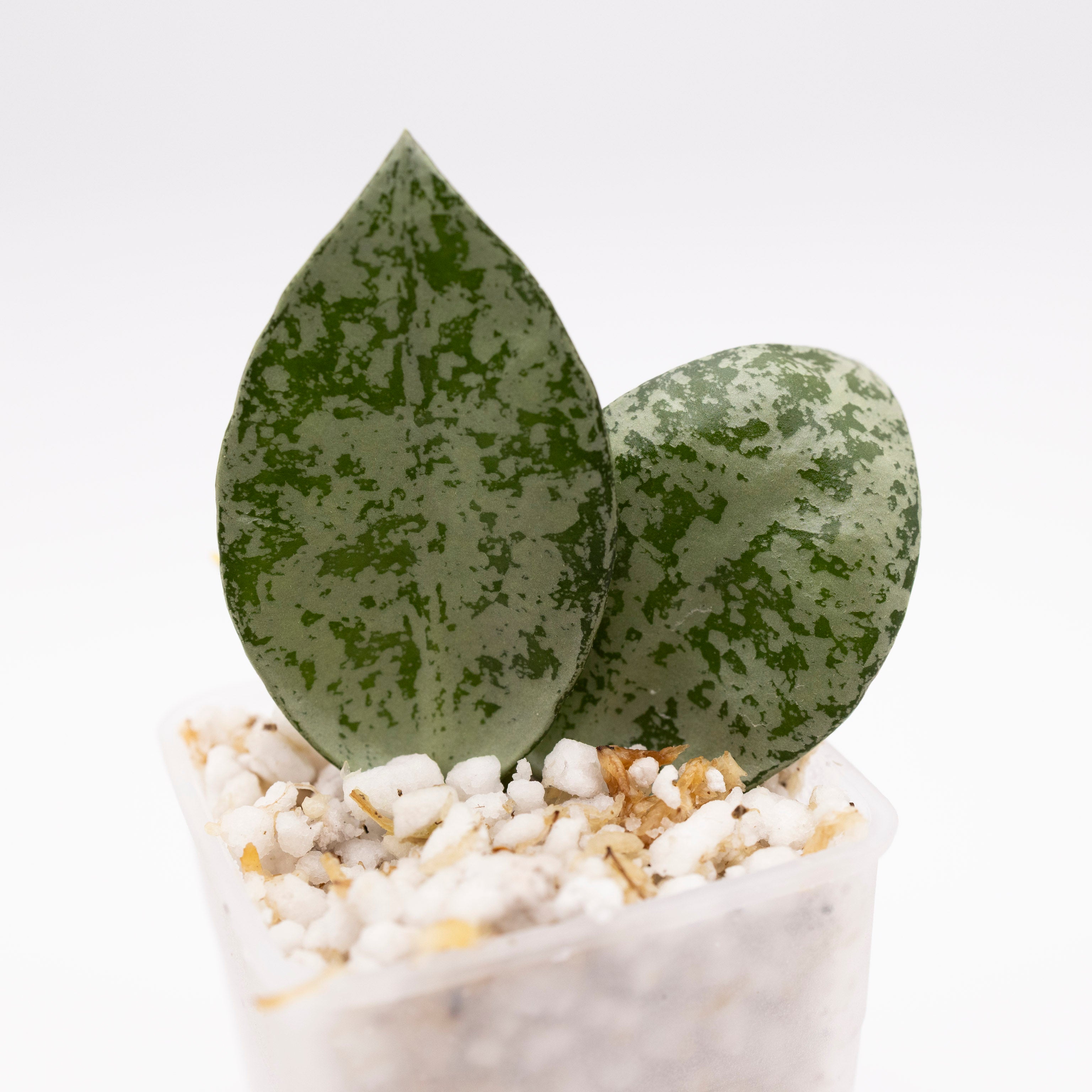 Hoya lacunosa 'Lime Coin' – Hoya Cuttings