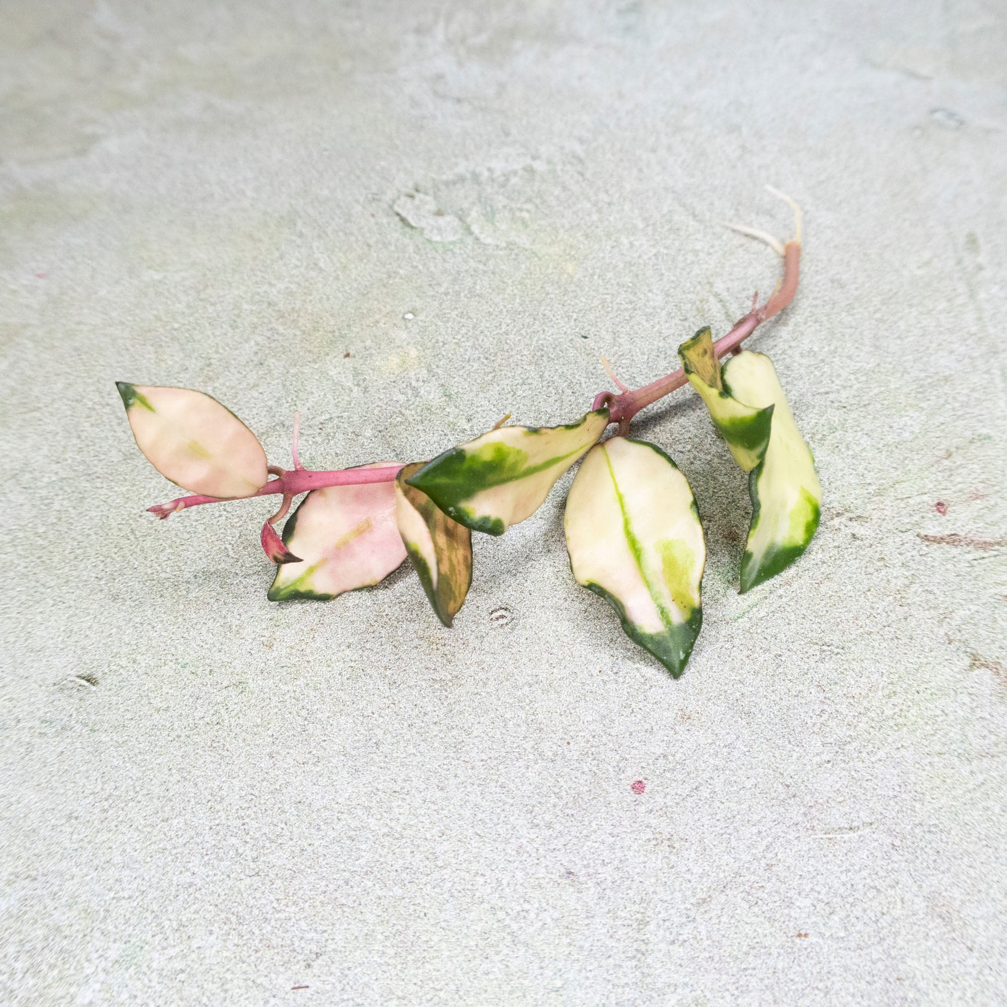 Hoya Lacunosa Minara