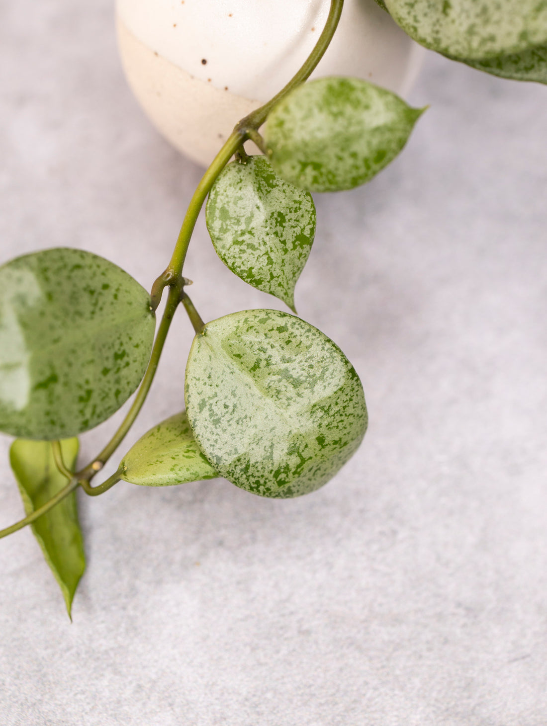 Hoya lacunosa &