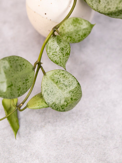 Hoya lacunosa &