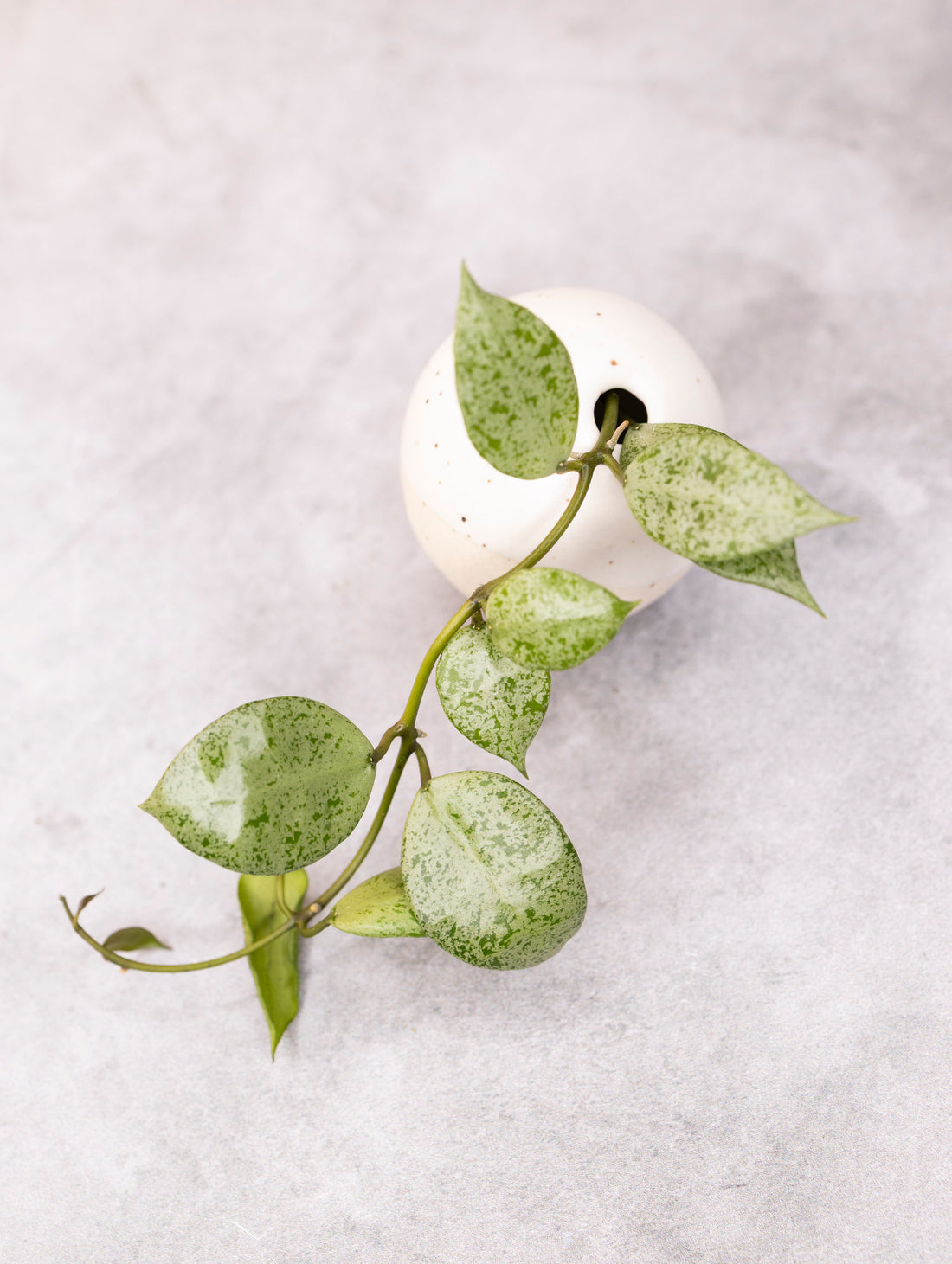 Hoya lacunosa &