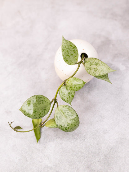 Hoya lacunosa &