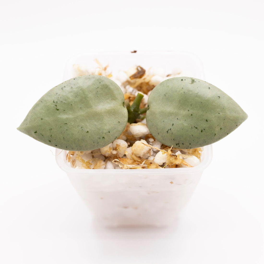 Hoya Lacunosa Moonshine