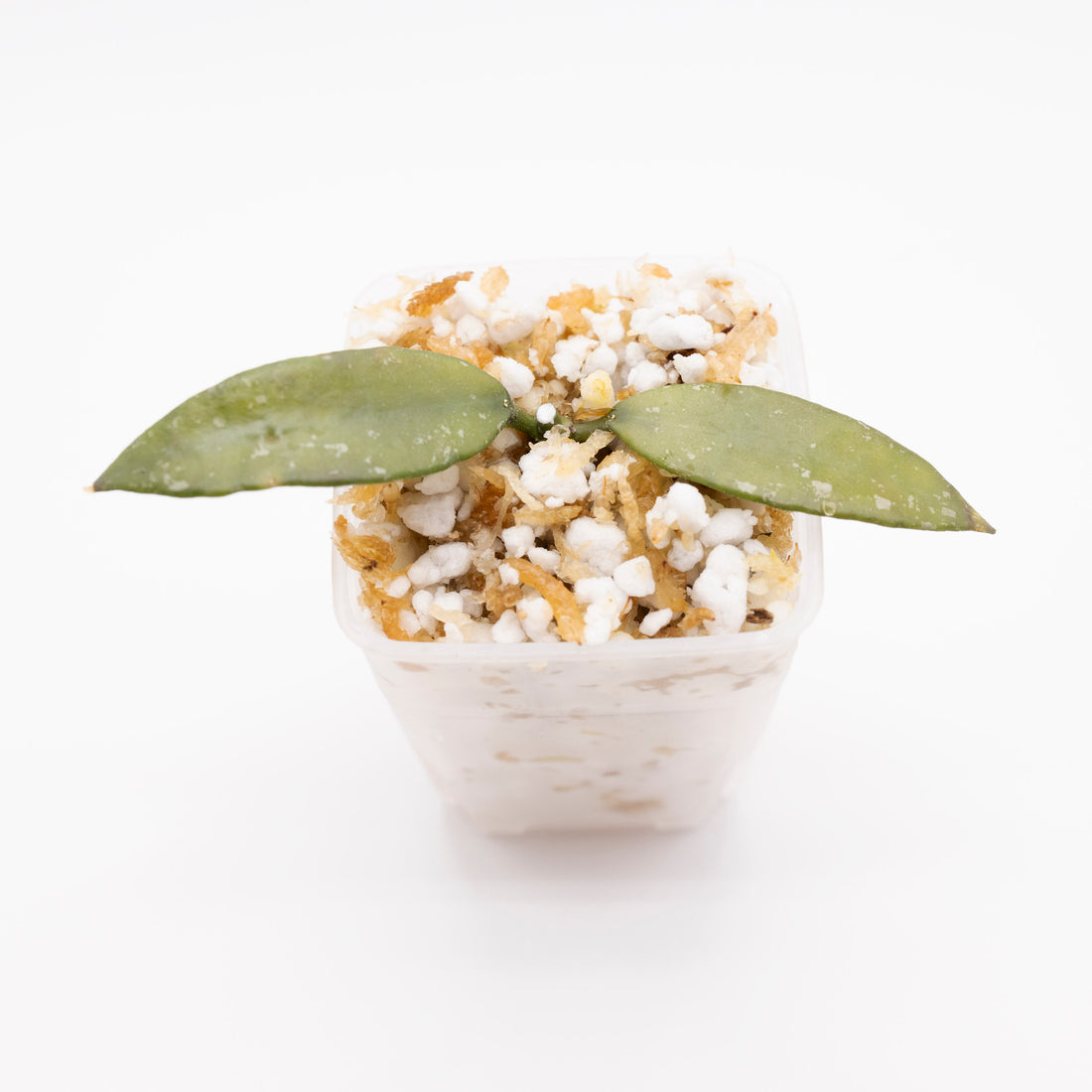 Hoya Lacunosa Mr Tent