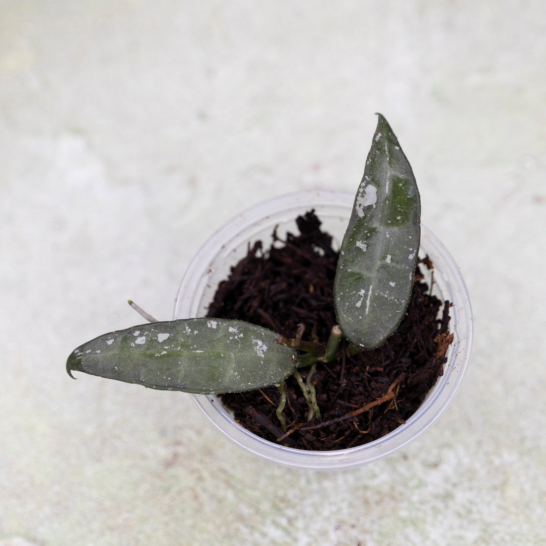 Hoya Lacunosa Mr Tent