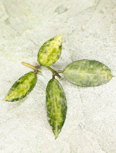 Hoya Lacunosa Peridot