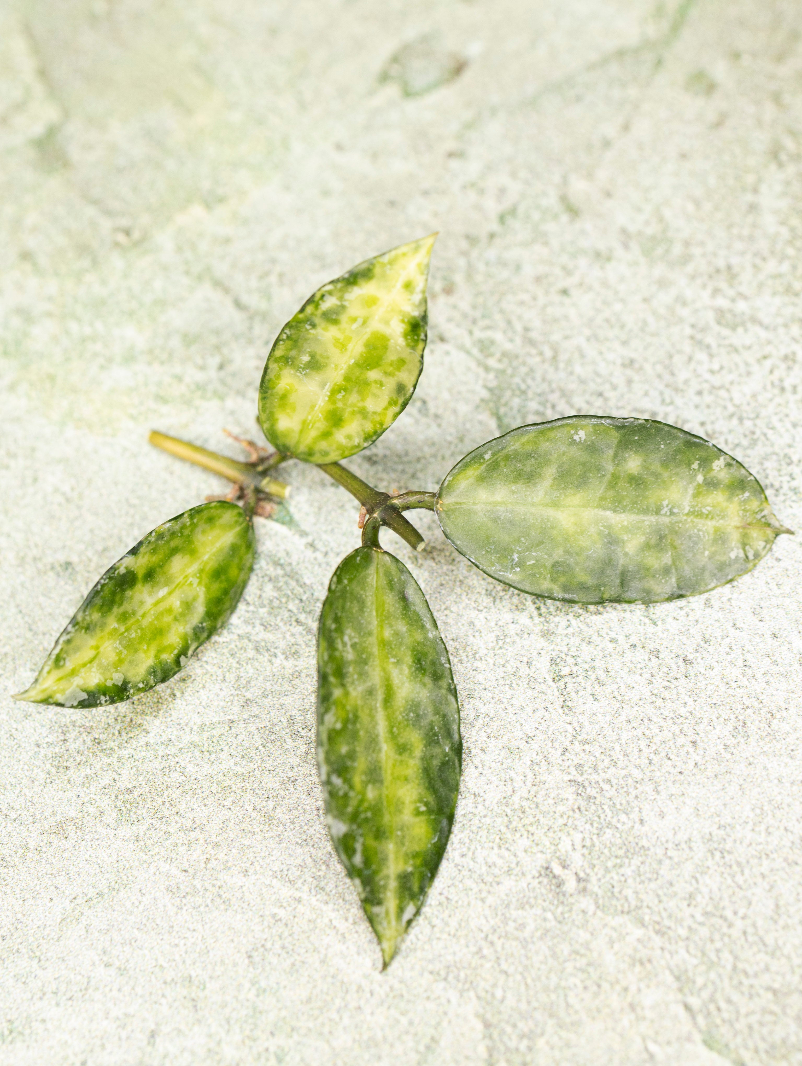 Hoya Lacunosa Peridot
