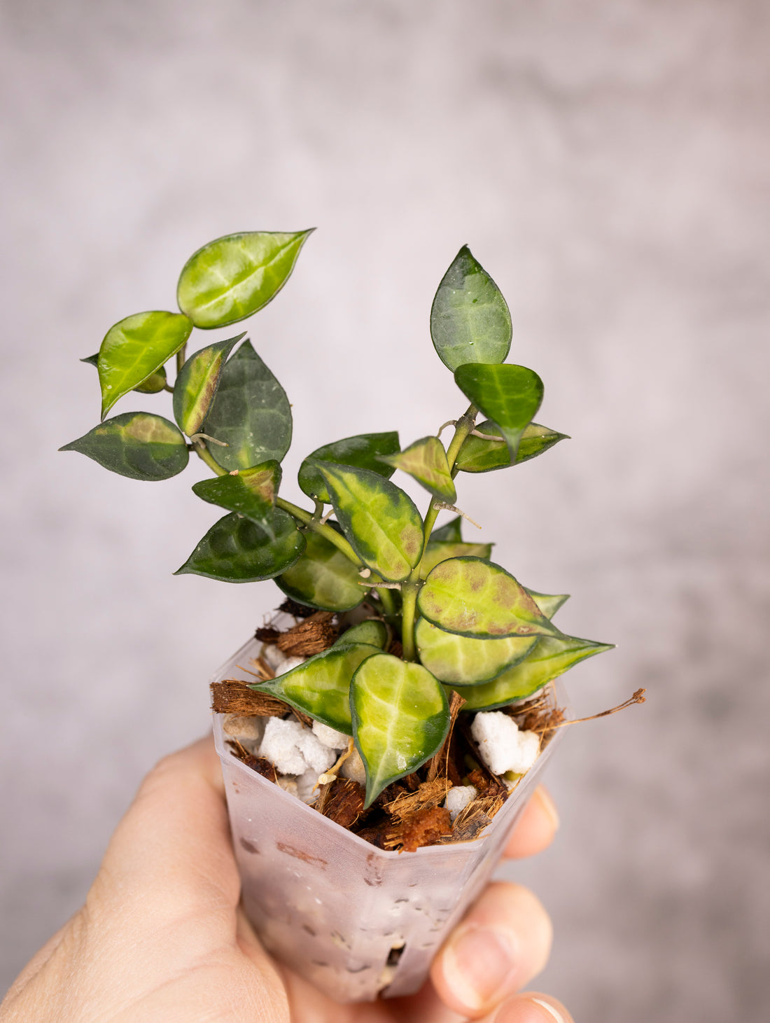 Hoya Lacunosa Red Leaf