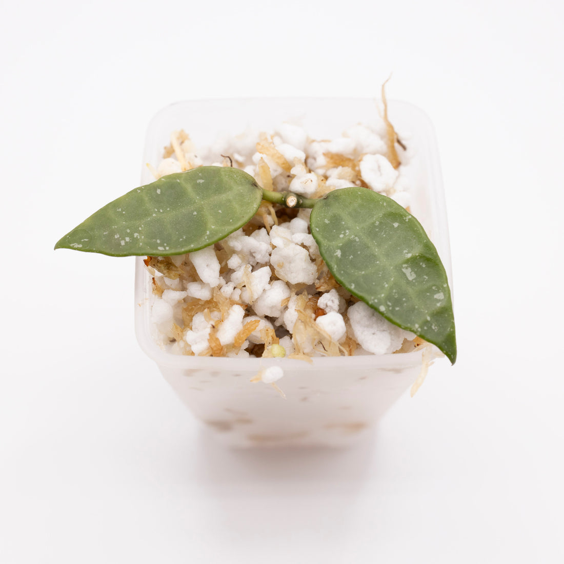 Hoya SR 2010-055
