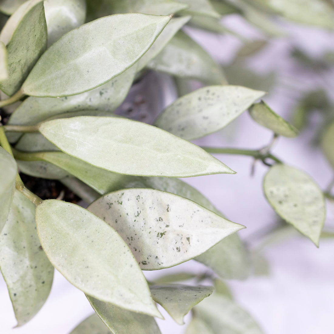Hoya Lacunosa Silver Long Leaves