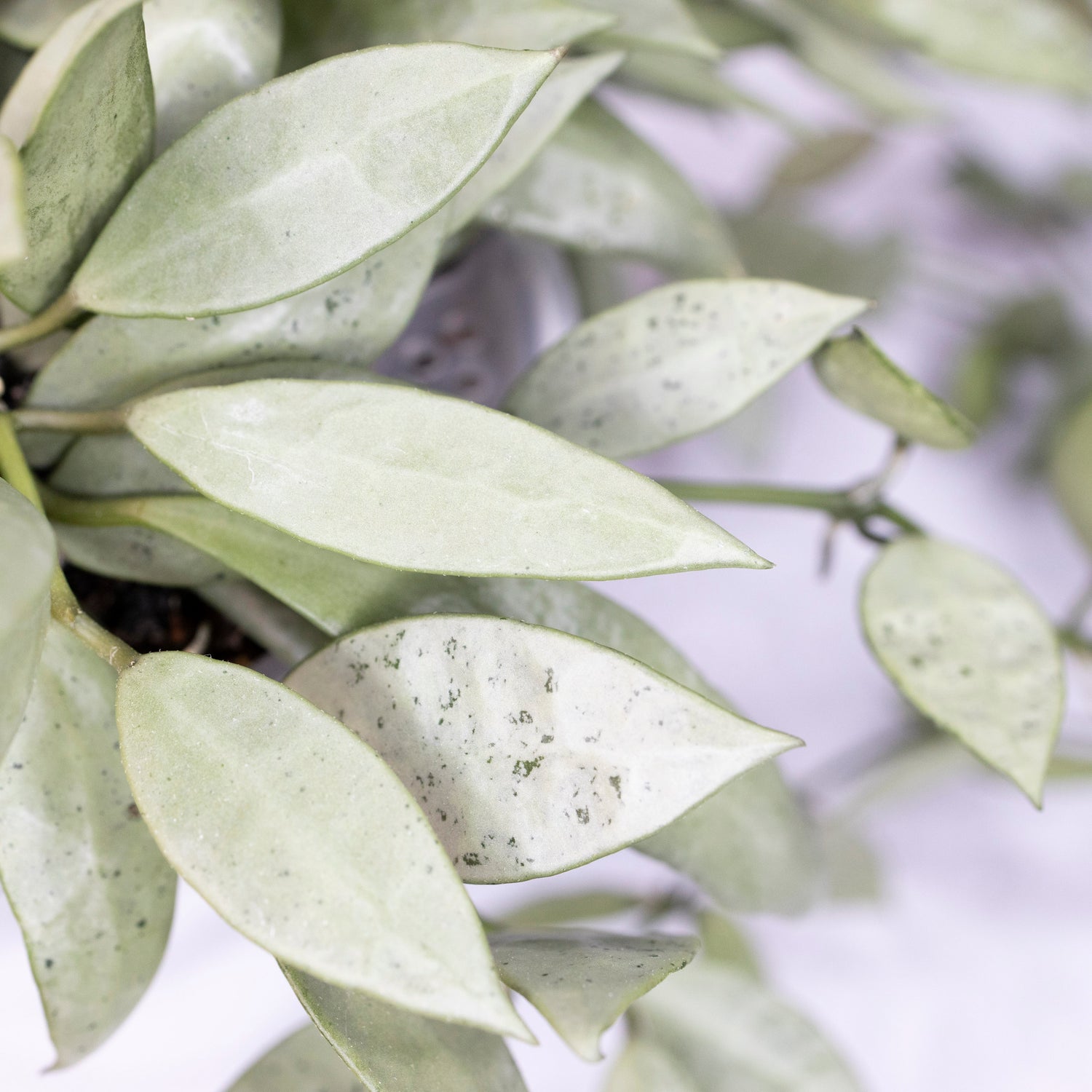 Hoya Lacunosa Silver Long Leaves