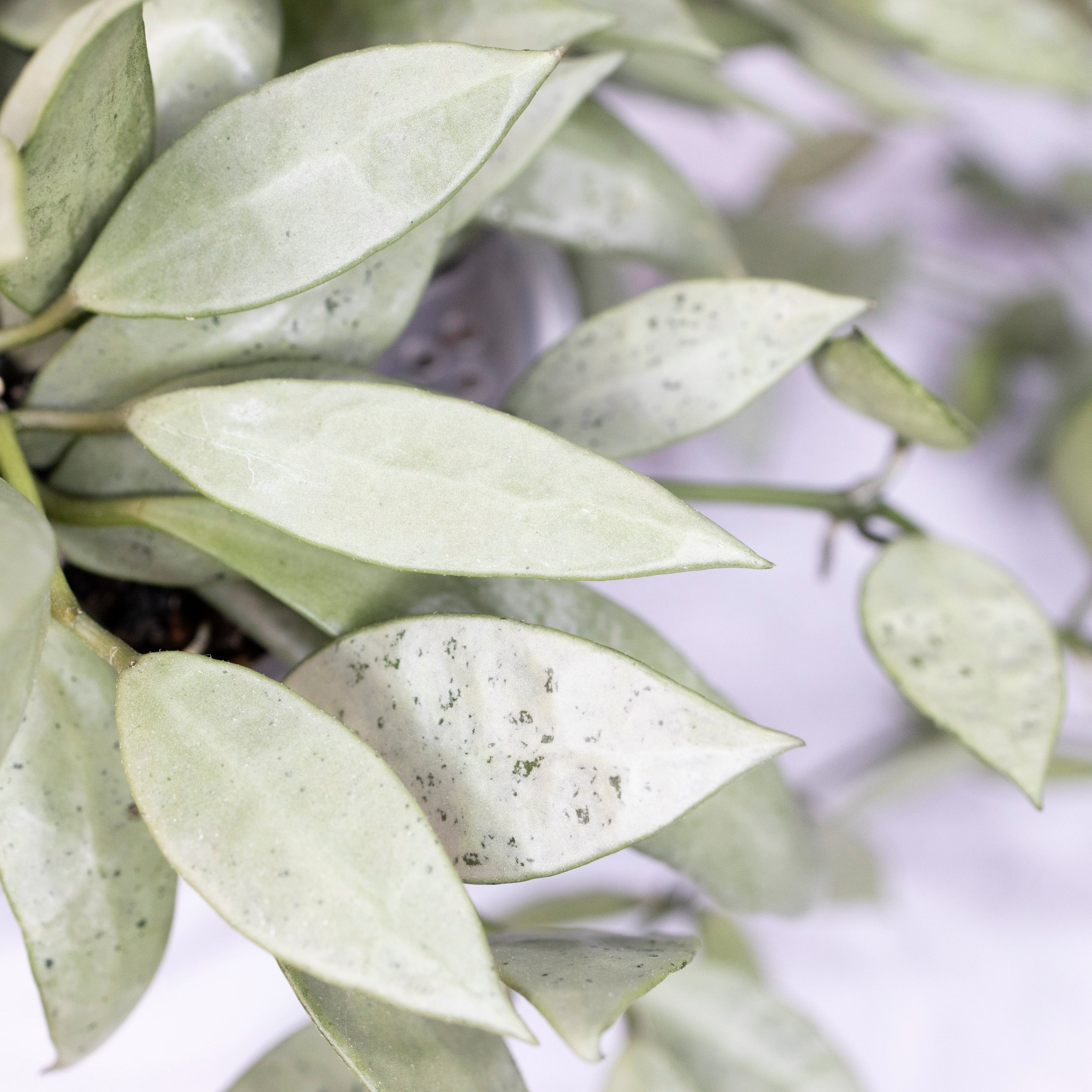 Hoya Lacunosa Silver Long Leaves