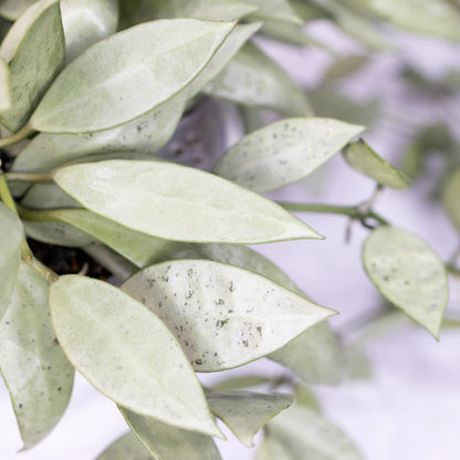 Hoya Lacunosa Silver Long Leaves