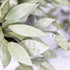 Hoya Lacunosa Silver Long Leaves