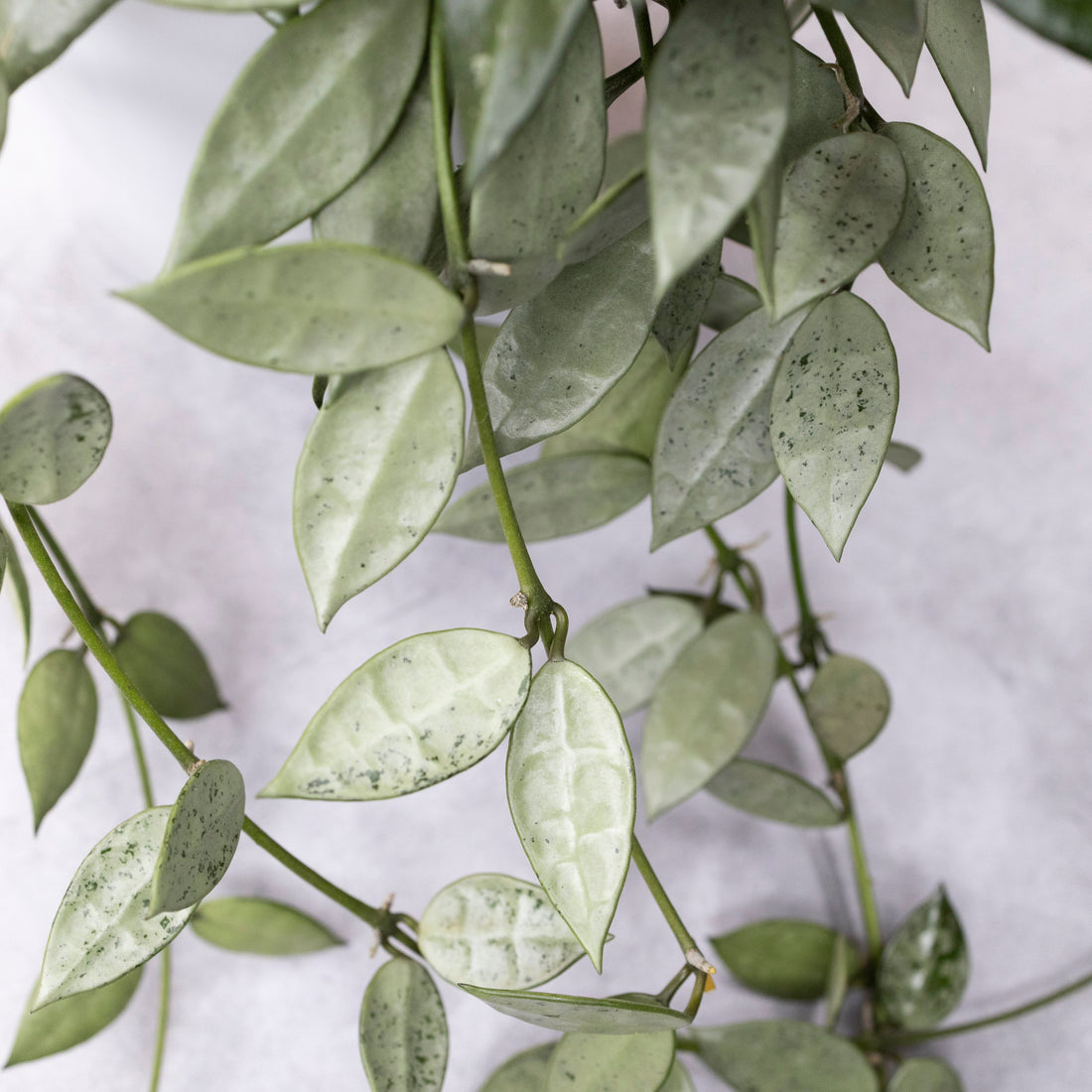 Close-up of a hanging plant with green leaves on a light background