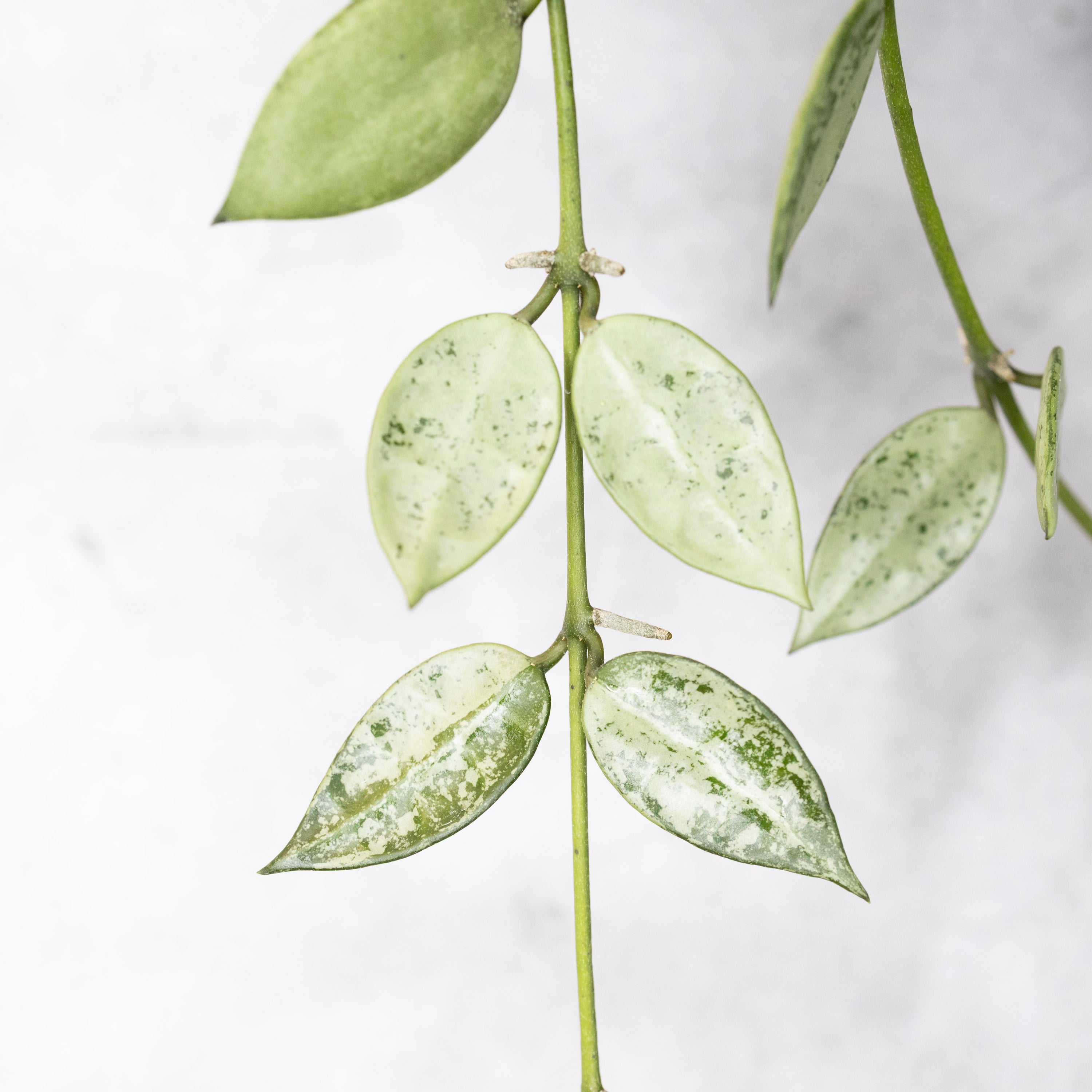 Close-up of a plant with spotted leaves on a light background