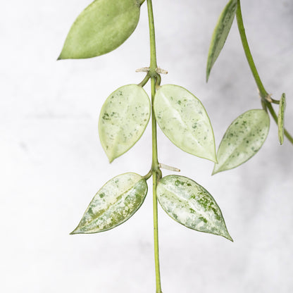Close-up of a plant with spotted leaves on a light background