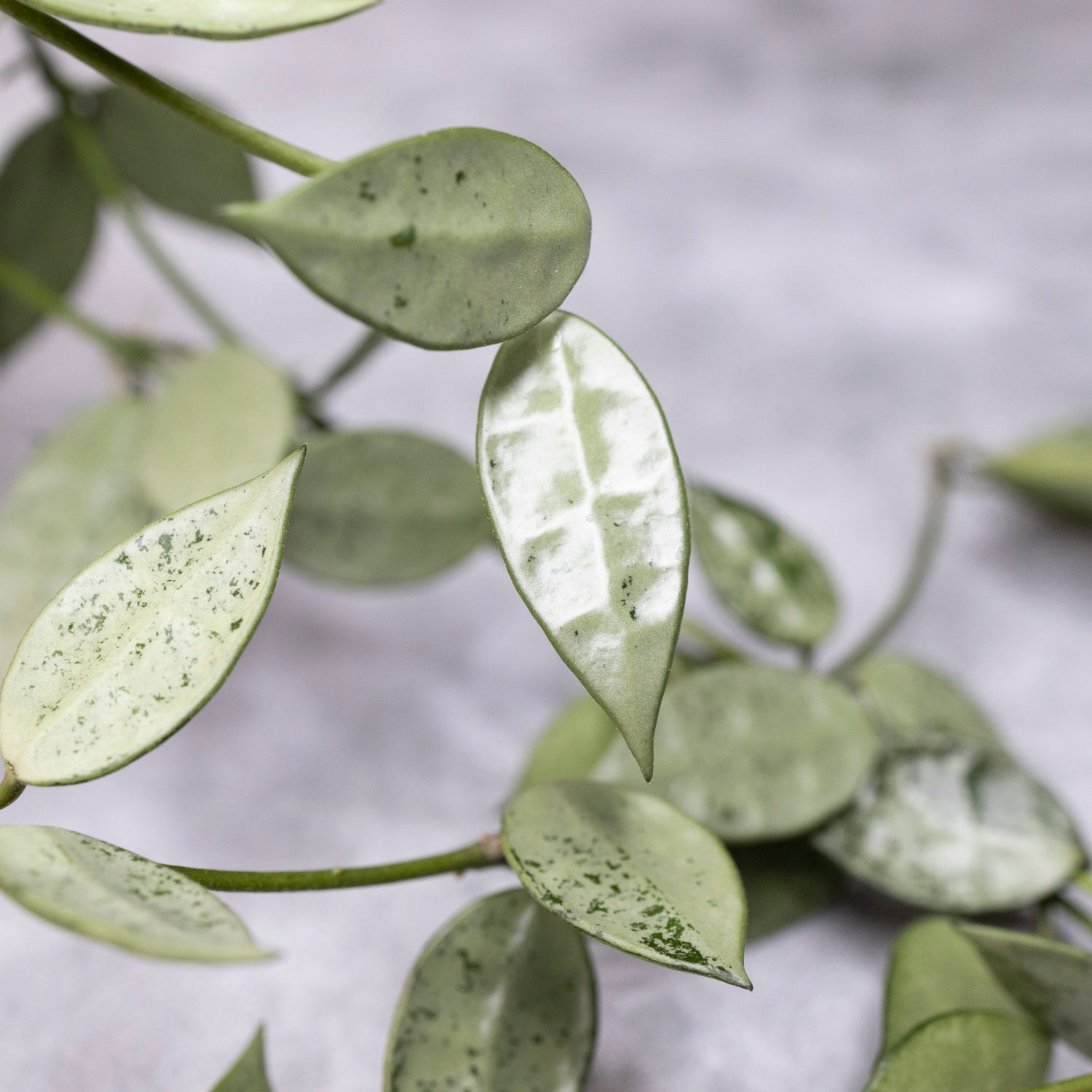 Close-up of a green leafy plant with a blurred background