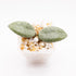 Hoya Lacunosa Silver Silvana