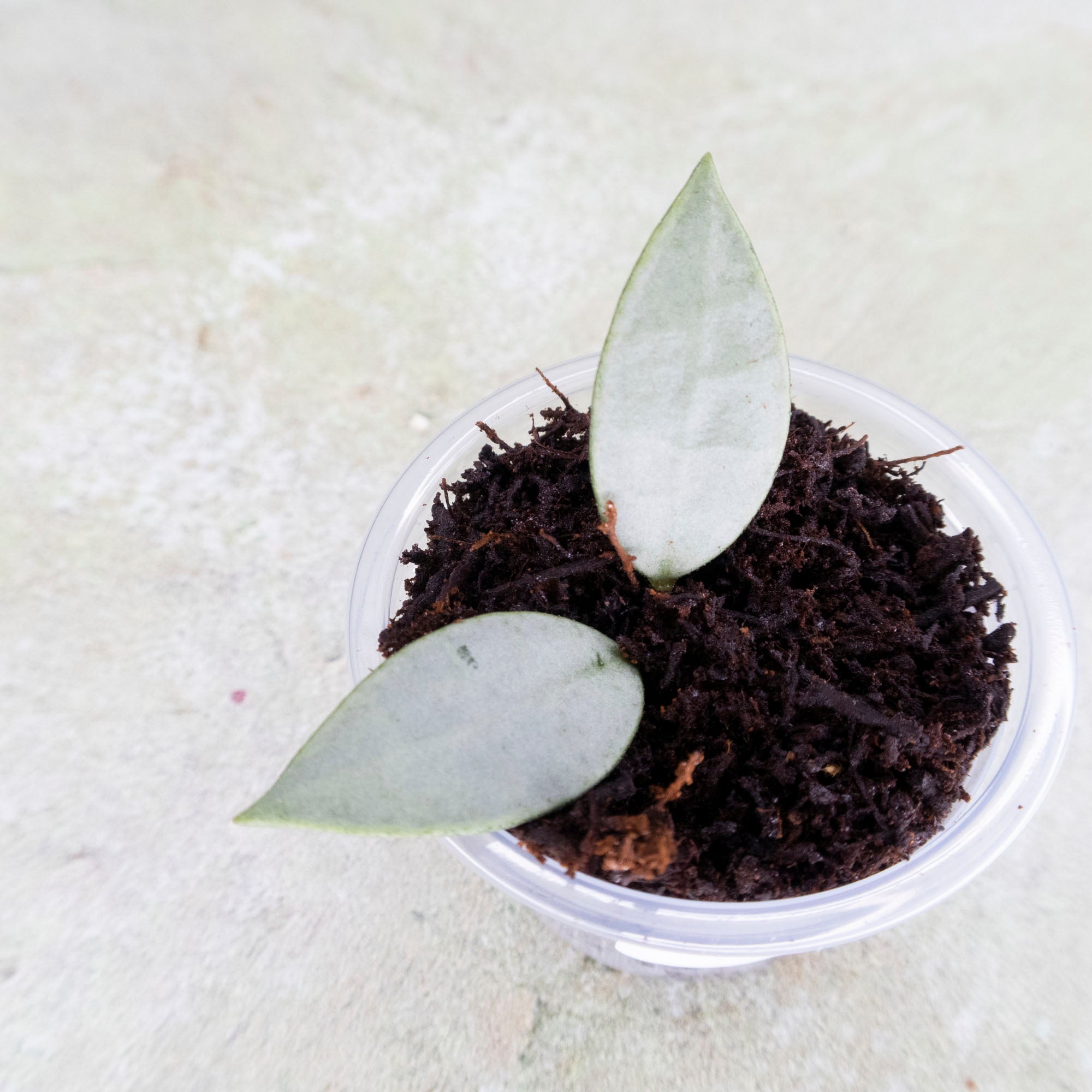 Hoya Lacunosa Silver Snow