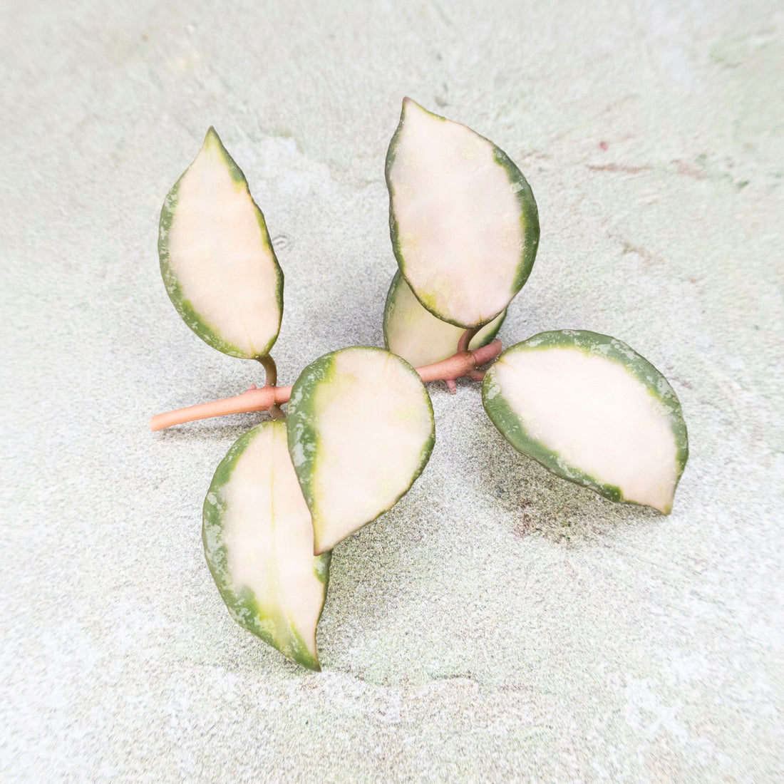 Hoya Lacunosa Souma Splash