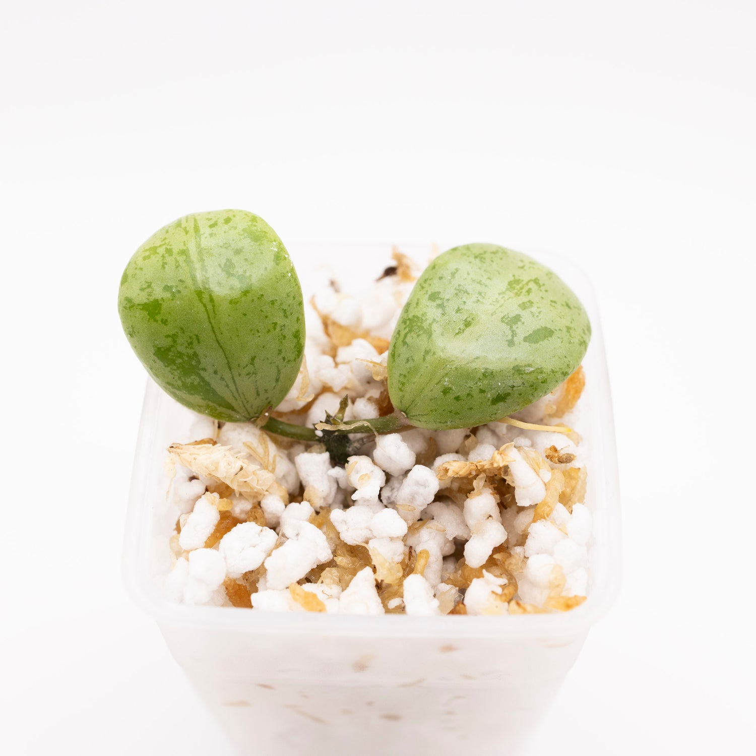 Hoya Lacunosa Sulcata