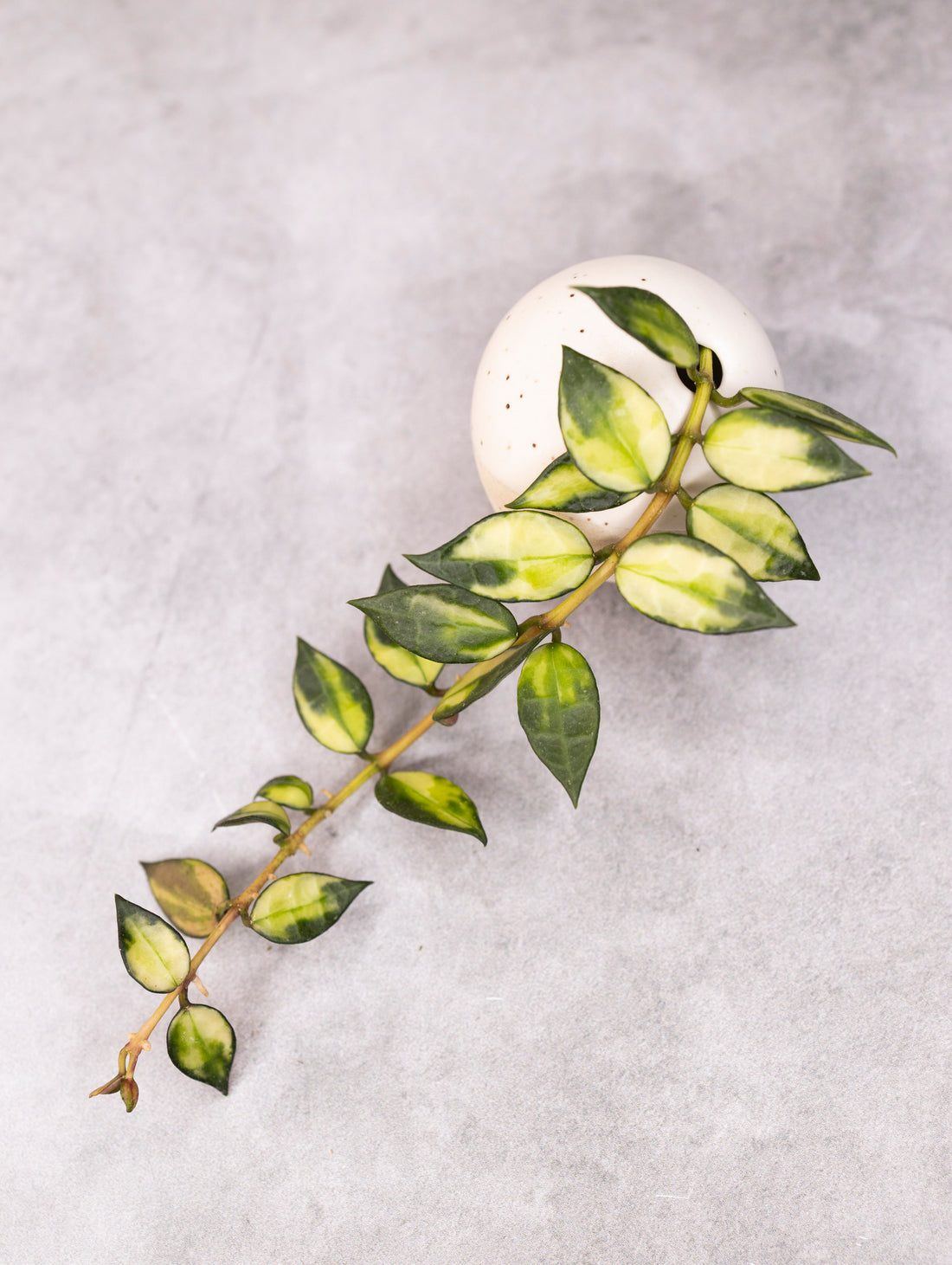 Hoya lacunosa (variegated)