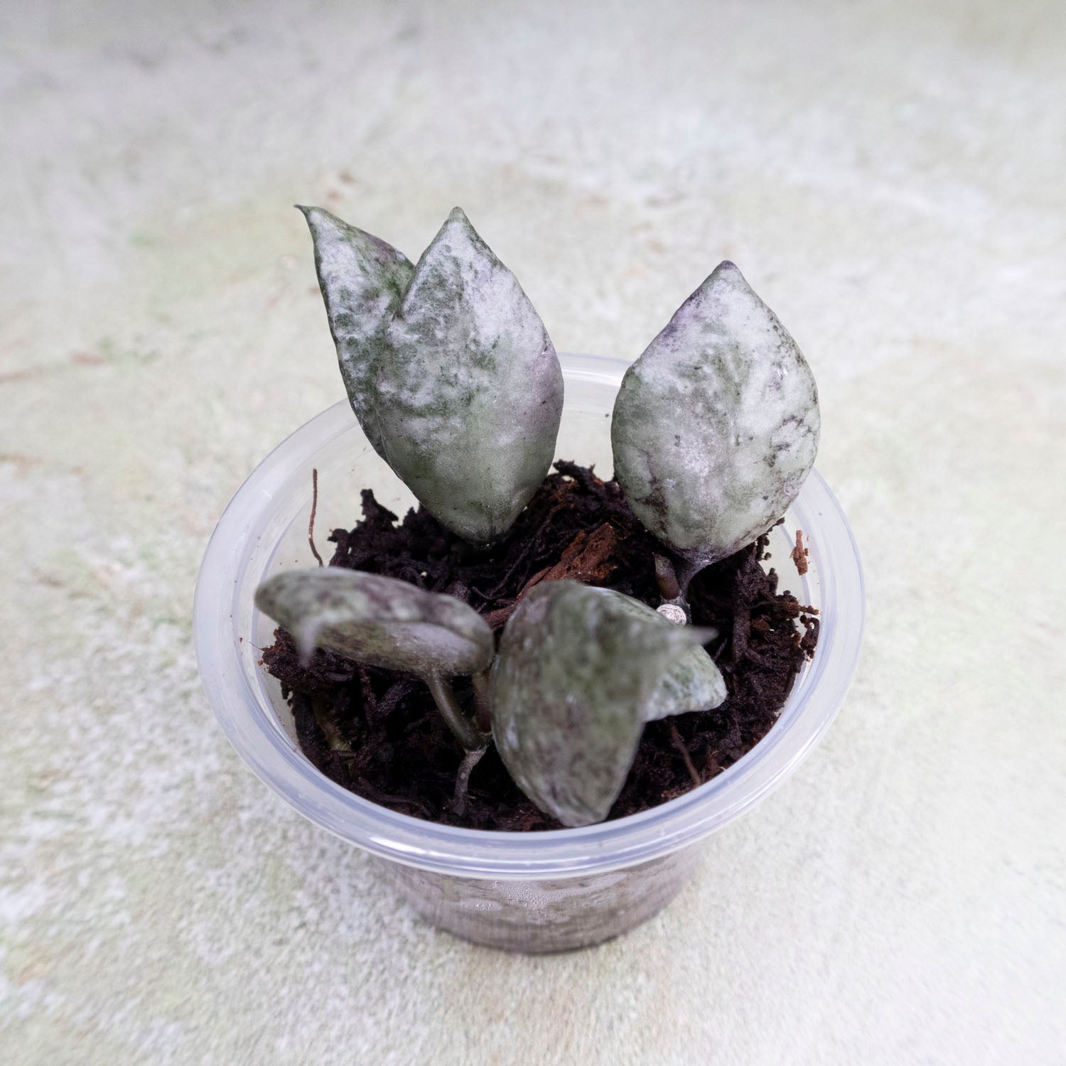 Hoya Lacunosa Violet (lightly rooted)