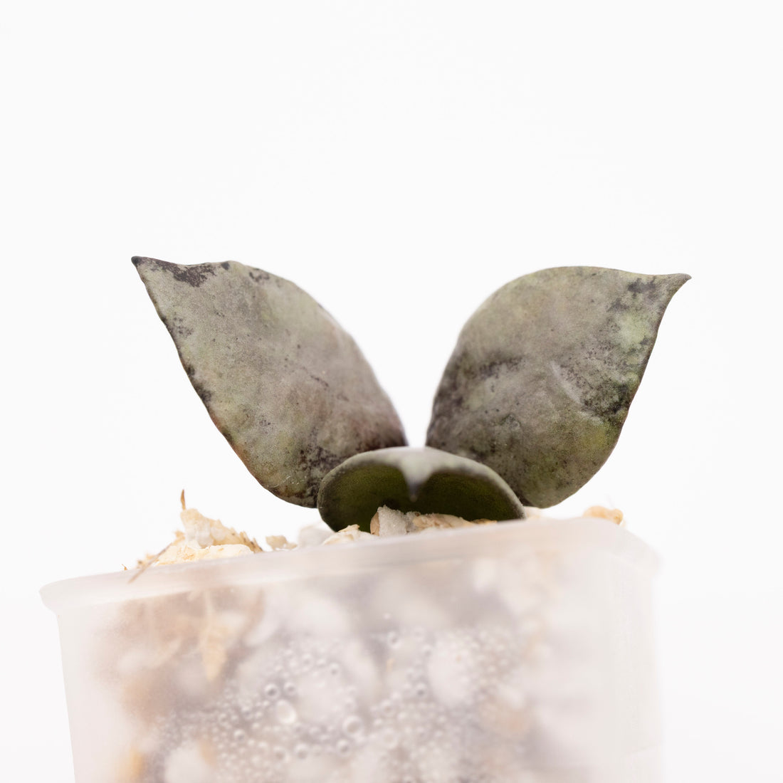 Hoya Lacunosa Violet