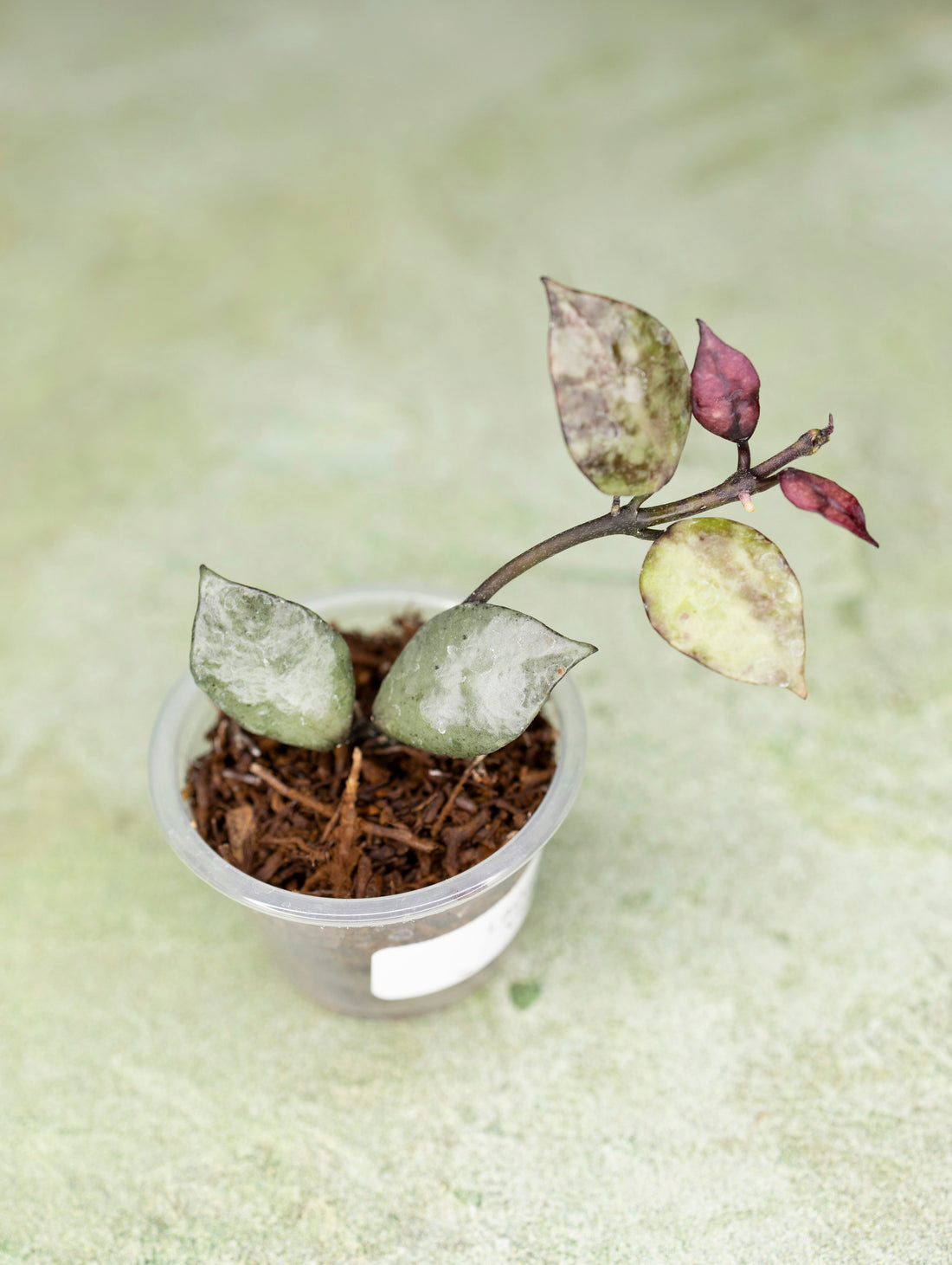 Hoya Lacunosa Violet (lightly rooted)