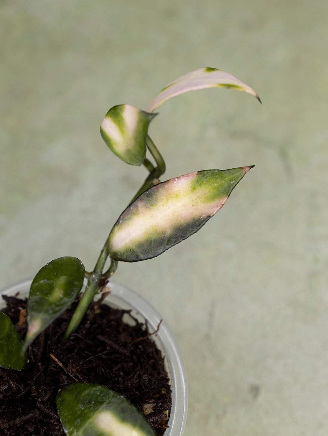 Hoya Lacunosa sp Cianjur Variegated 