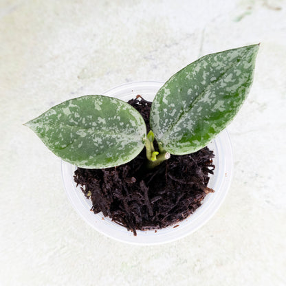  Hoya Lacunosa Gayung