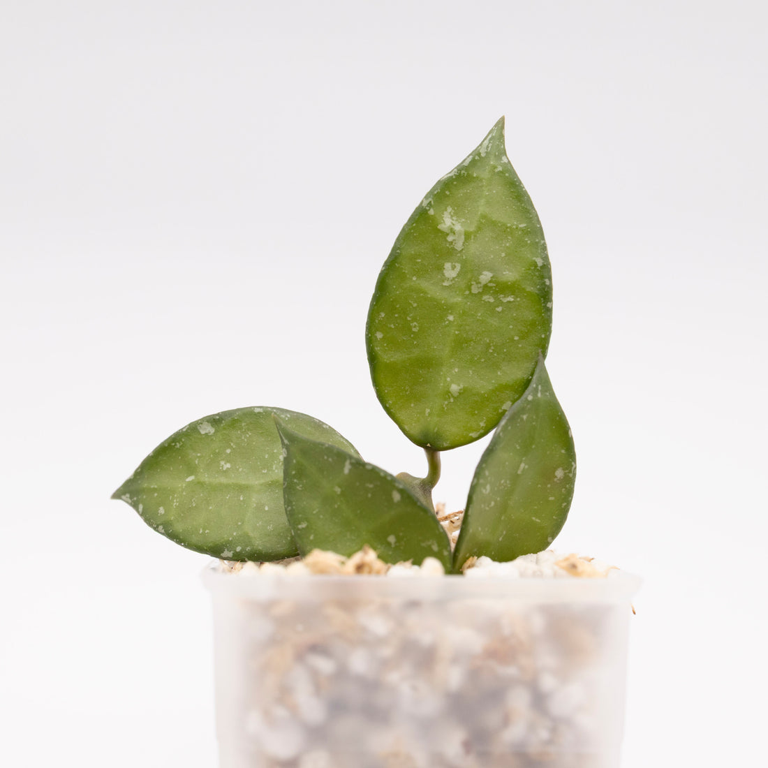 Hoya Lacunosa sp Nganjuk