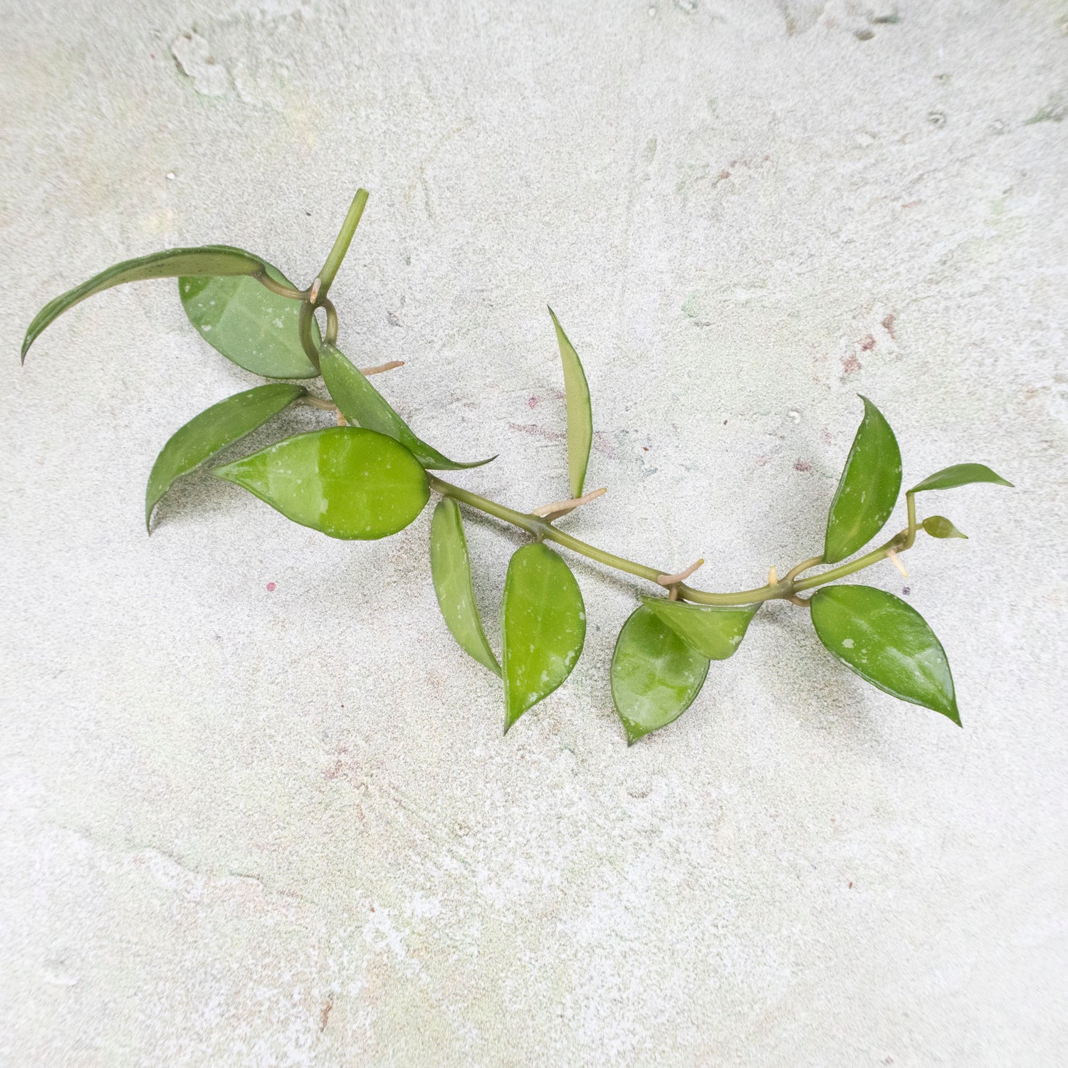 Hoya Lacunosa sp Nganjuk