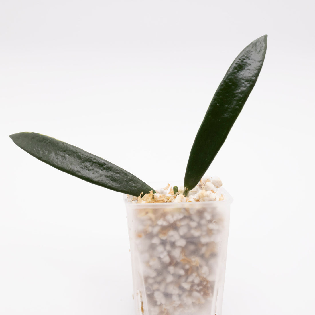 Hoya Lapin