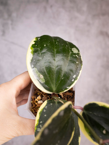 Hoya Latifolia Albomarginata Round Leaf