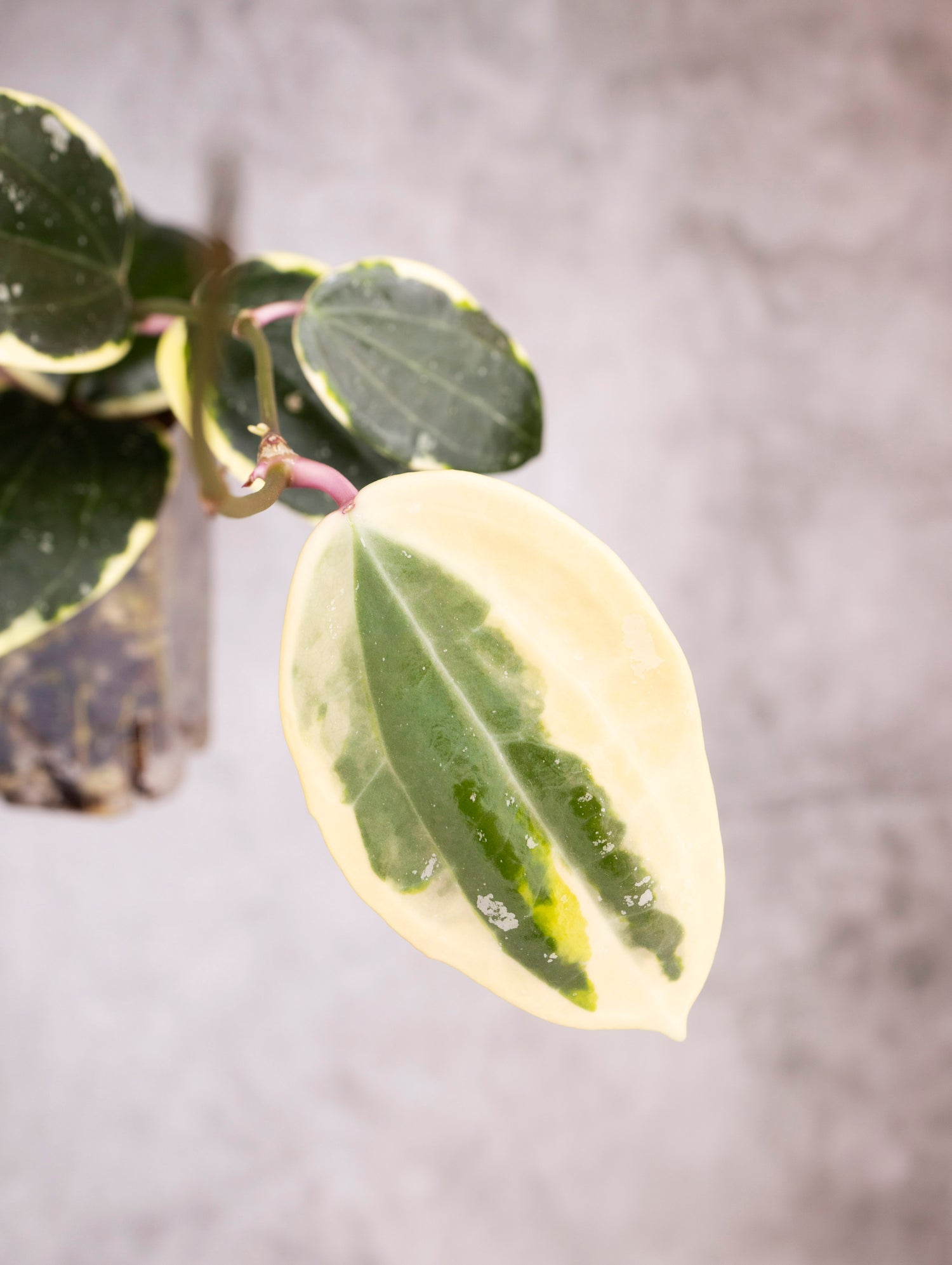 Hoya Latifolia Albomarginata Round Leaf