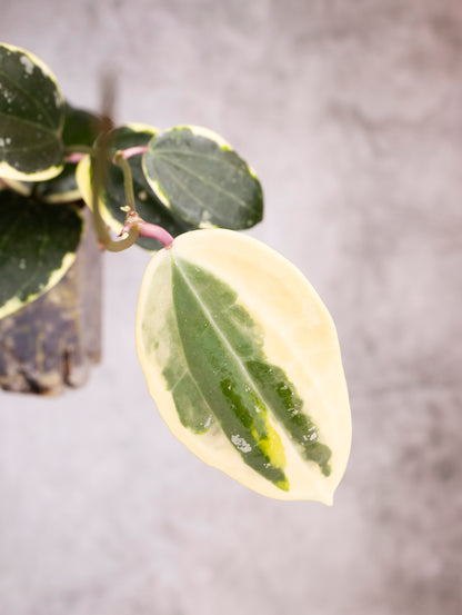 Hoya Latifolia Albomarginata Round Leaf
