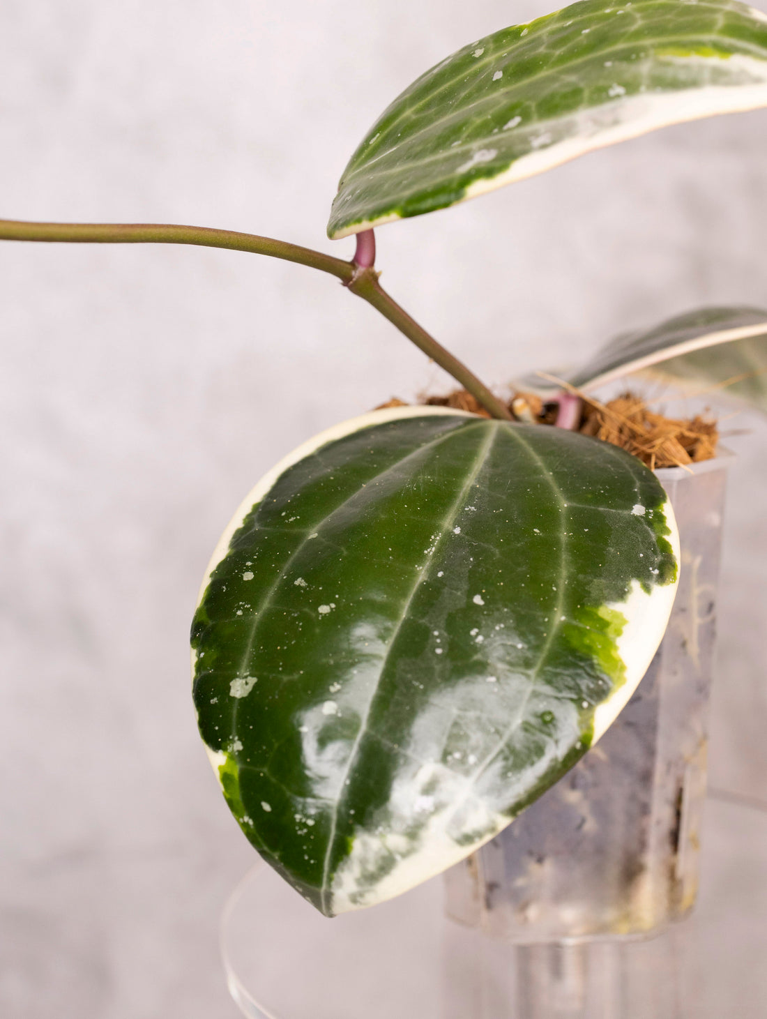 Hoya Latifolia Albomarginata Round Leaf