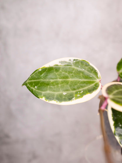 Hoya Latifolia Albomarginata Round Leaf