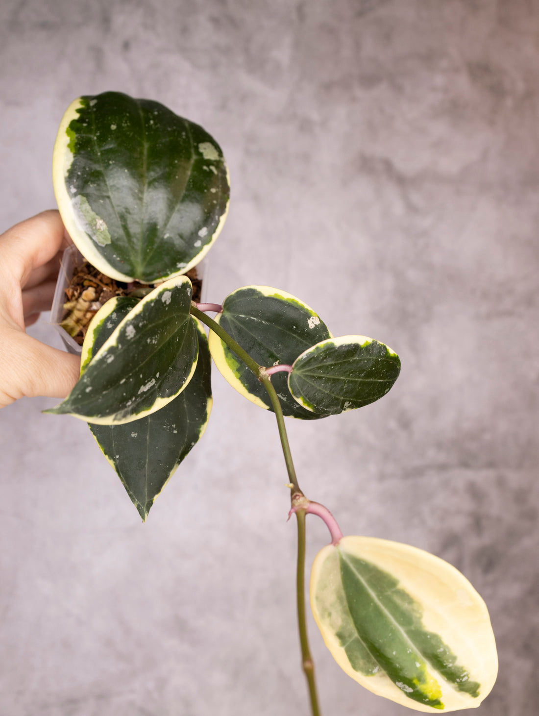Hoya Latifolia Albomarginata Round Leaf