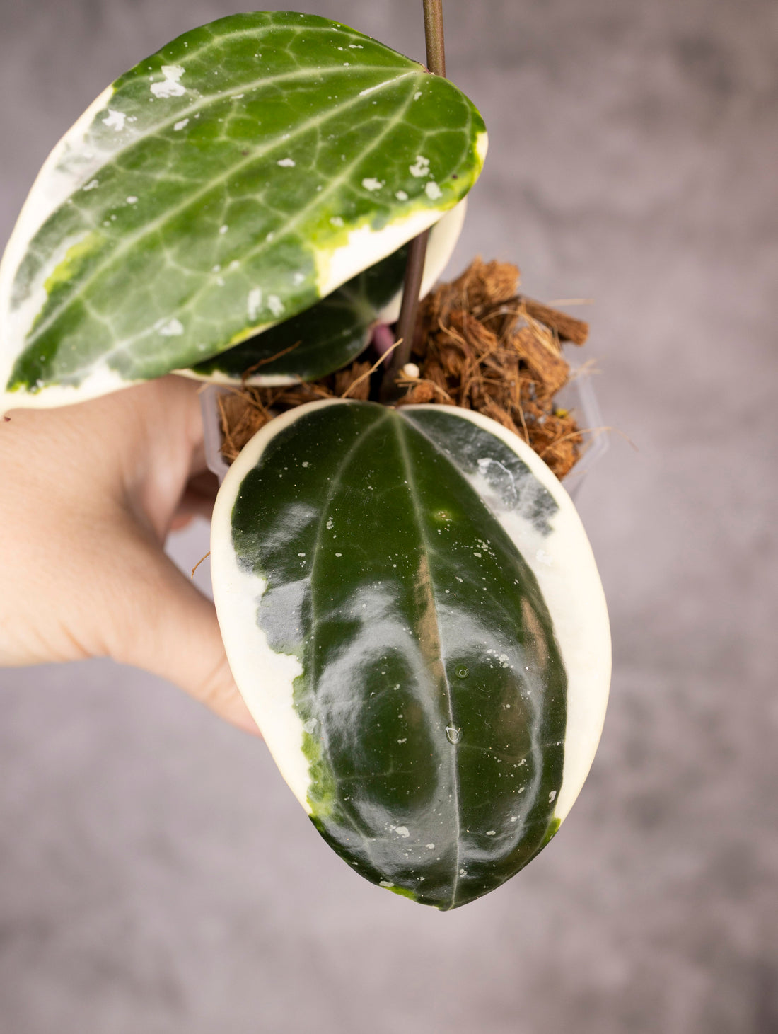 Hoya Latifolia Albomarginata Round Leaf