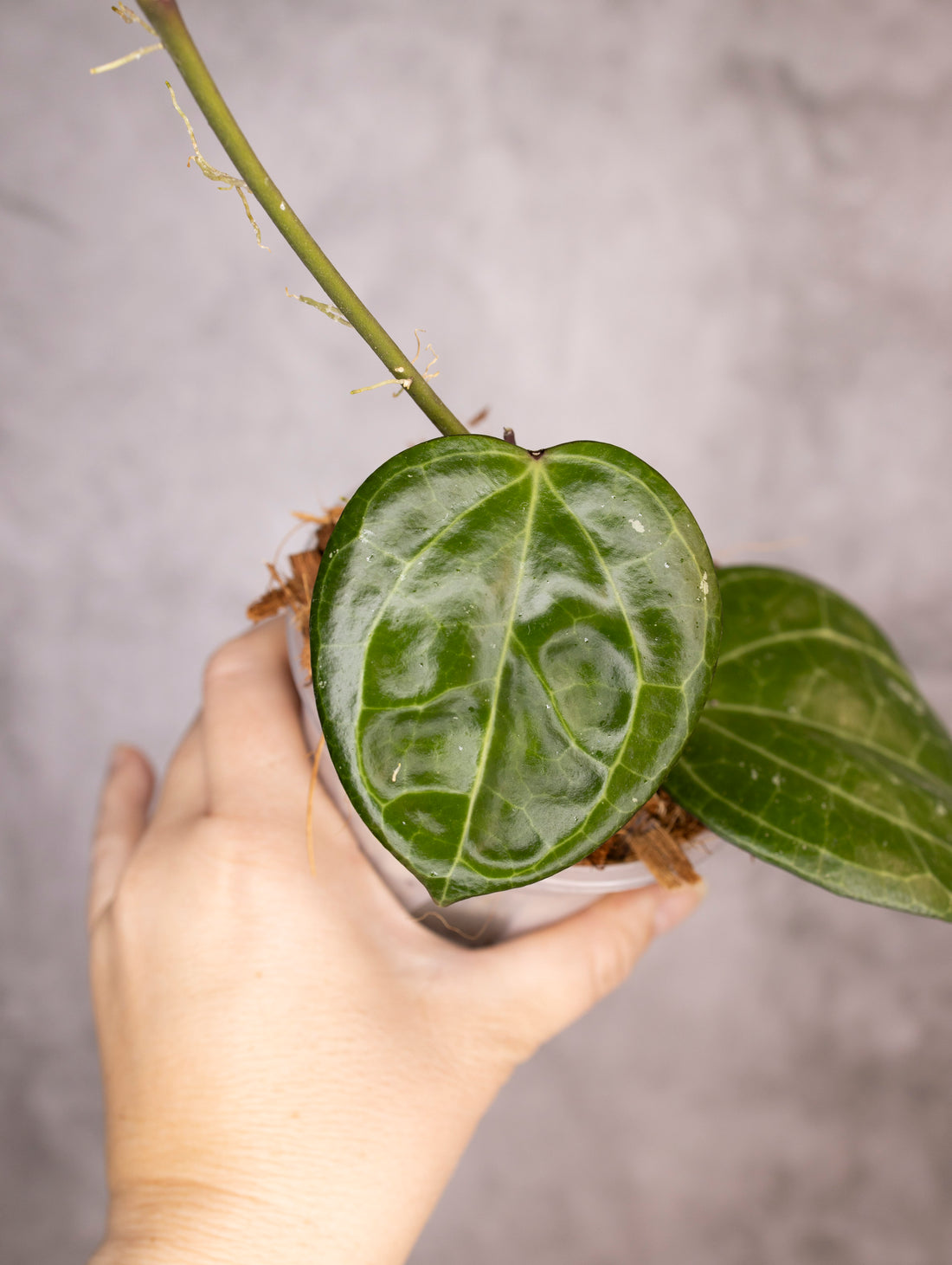 Hoya Latifolia Sarawak