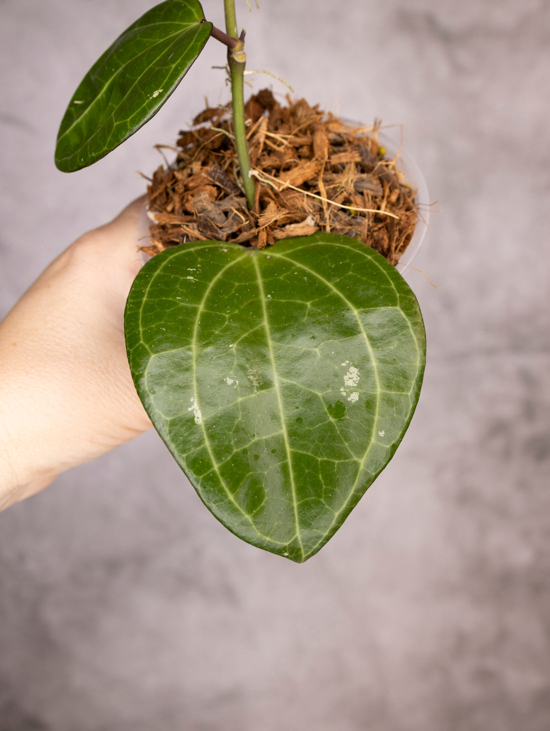 Hoya Latifolia Sarawak