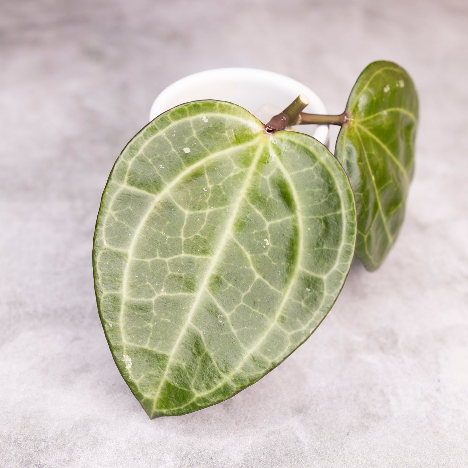 Hoya Latifolia Sarawak