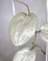 Hoya Latifolia Silver