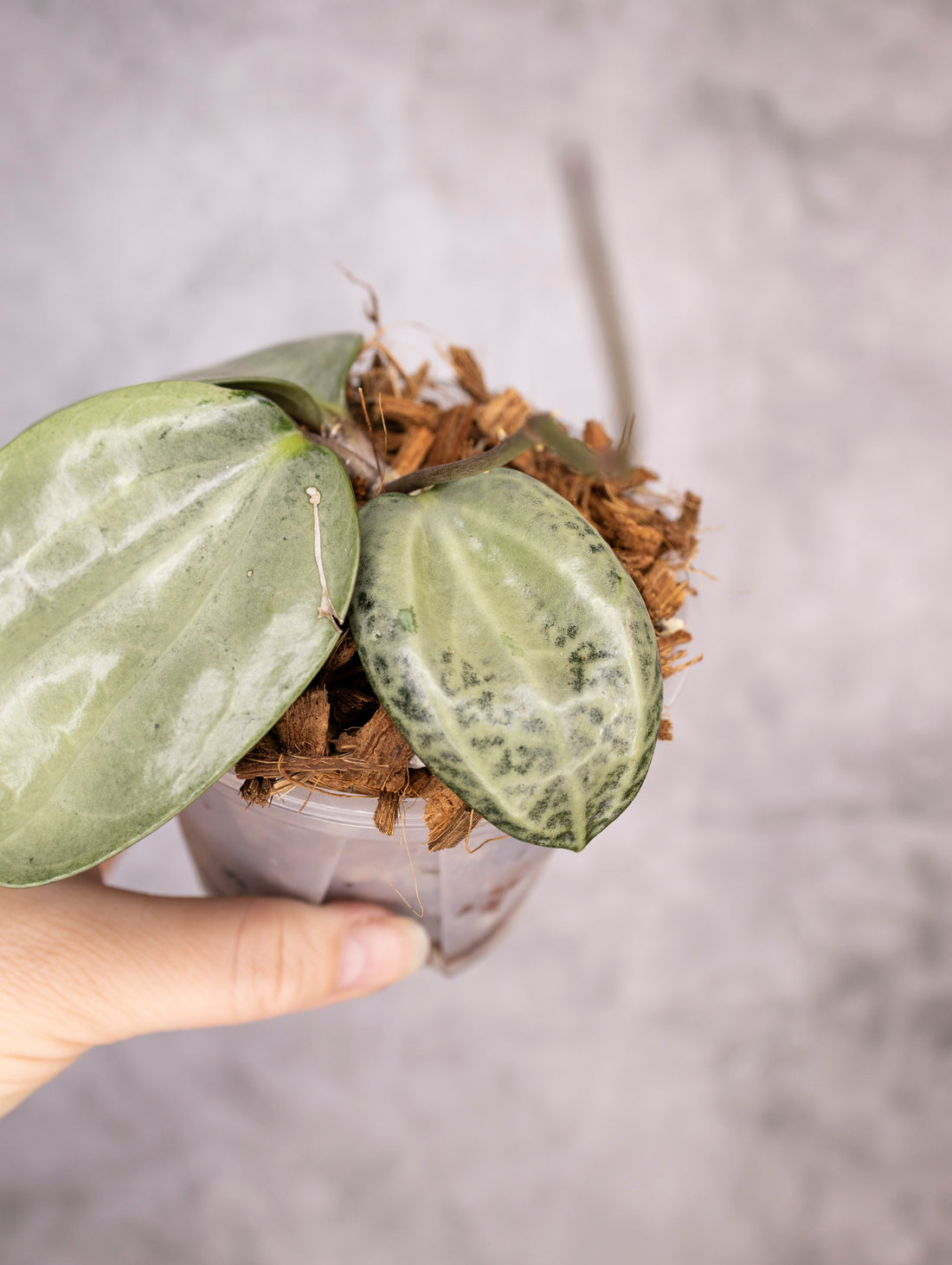 Hoya Latifolia Silver