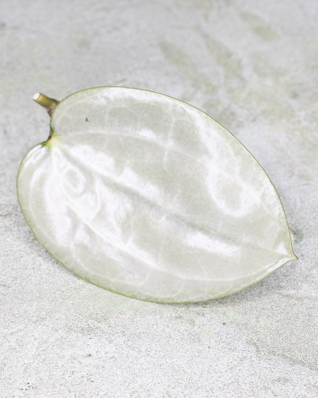 Hoya Latifolia Silver