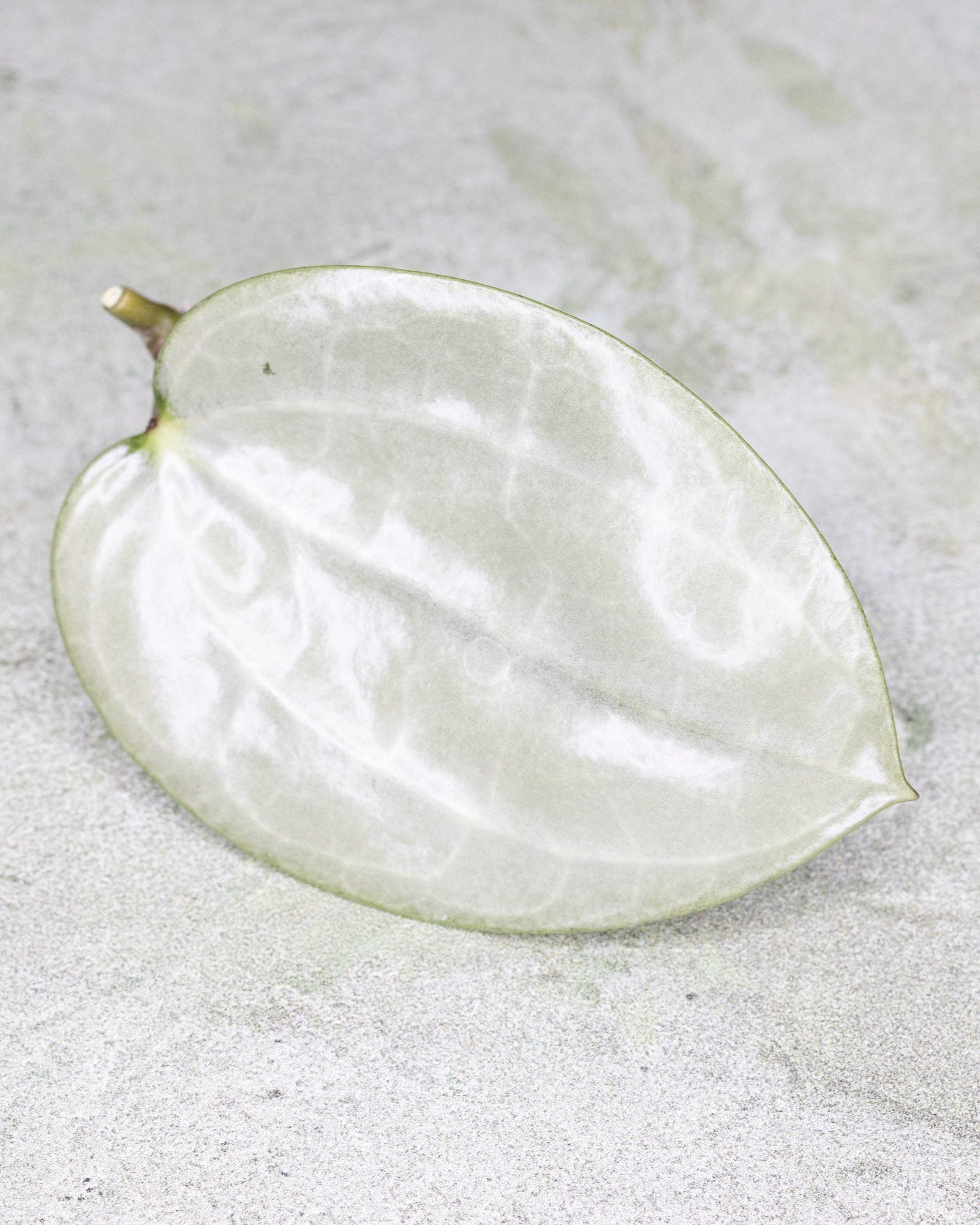 Hoya Latifolia Silver