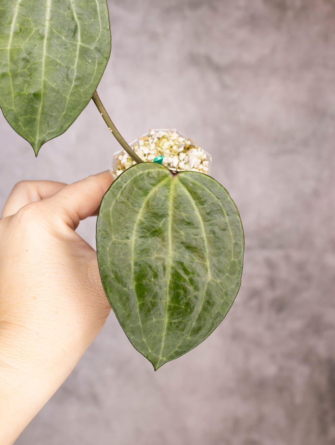Hoya Latifolia Watermelon